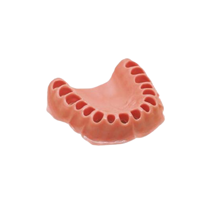 Encia Para Tipodonto 32 Dientes