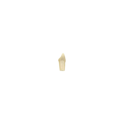 Diente Modelo Individual Para Tipodonto de 32 Dientes